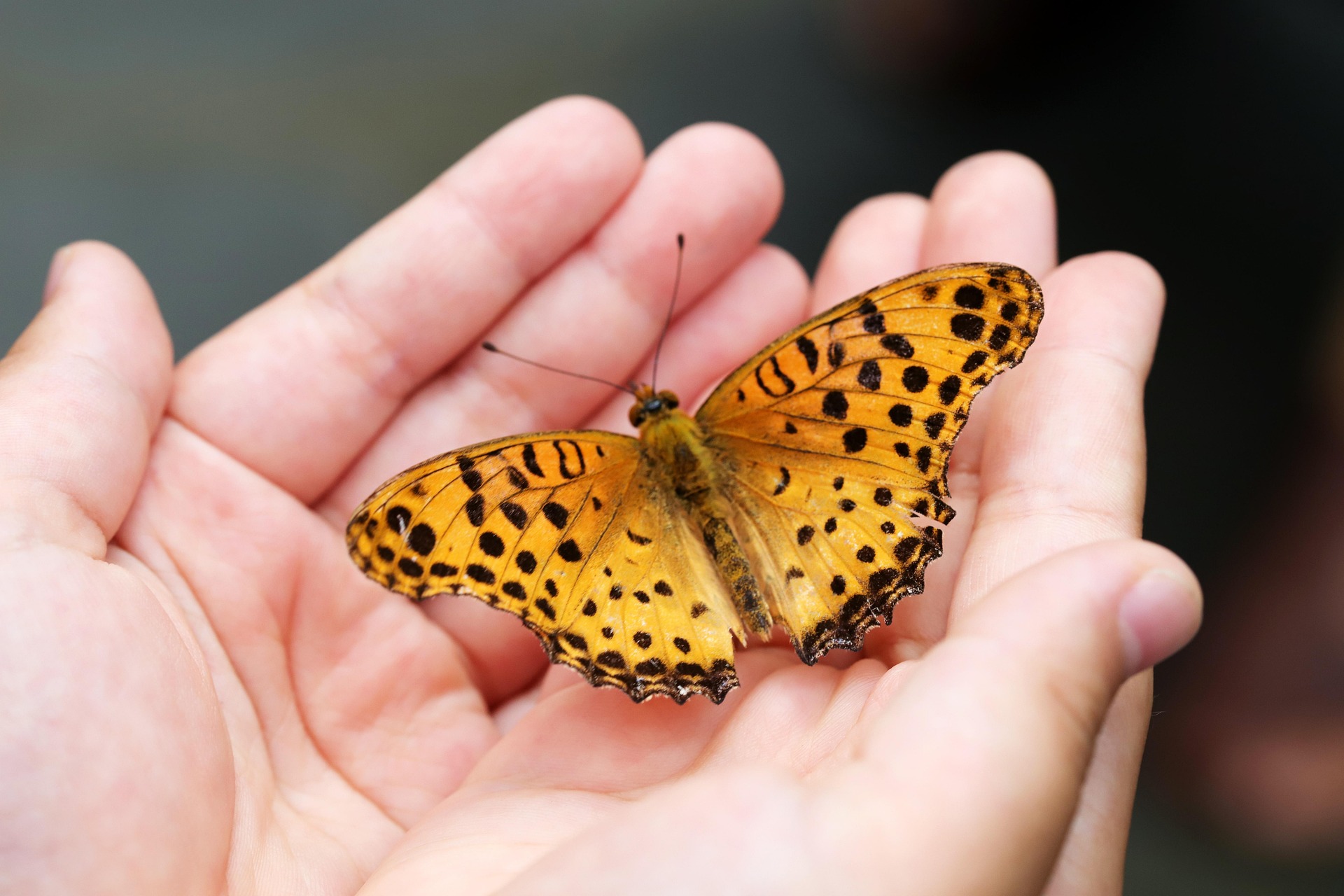 A woman holds a beautiful butterfly in her hands. Financial modeling in New York.